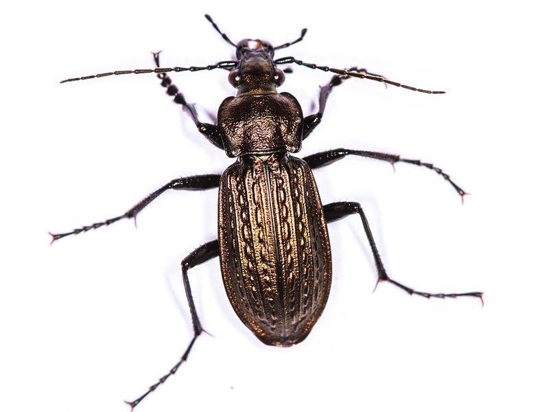 Carabus granulatus